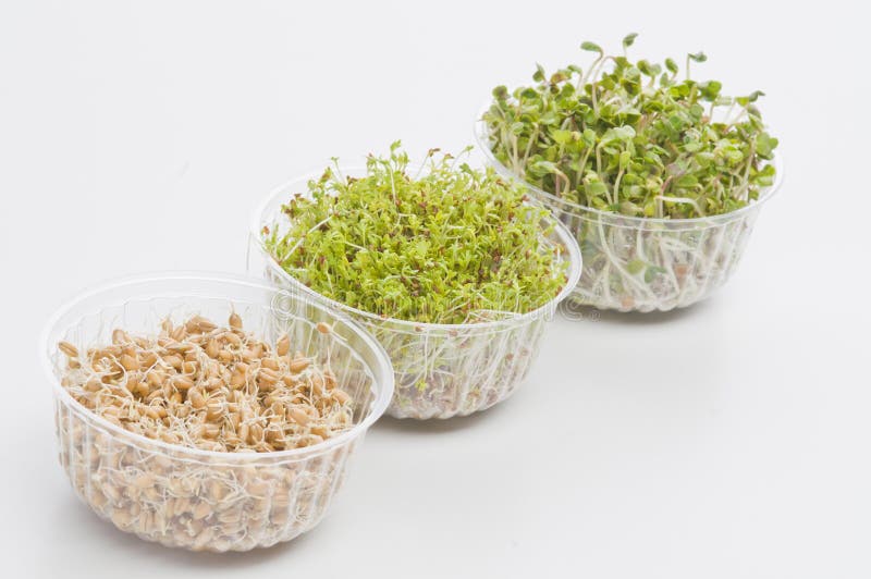 Germinated Seeds of Cress, Radish, Wheat Stock Photo Image of fresh