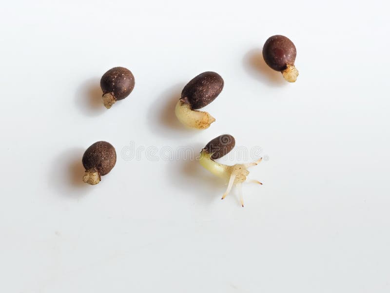 Germinated seeds macro on a white background. royalty free stock image
