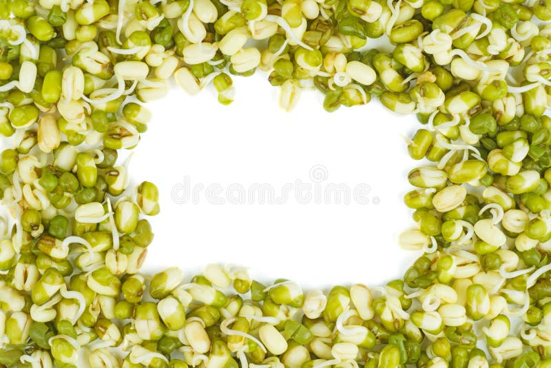 Germinated seeds of mung bean isolated on a white. Frame royalty free stock photography