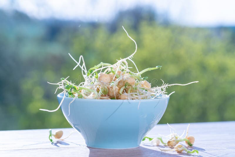 Germinated seeds for salad. Seeds For Salad Sprouts royalty free stock images