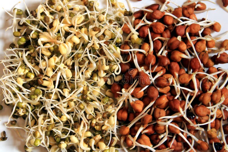 Germinating pea seeds stock photo. Image of fecund, season 40069154