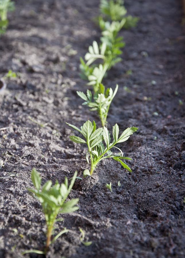 Germinating flowers stock photo. Image of ground, pullulate 31472386