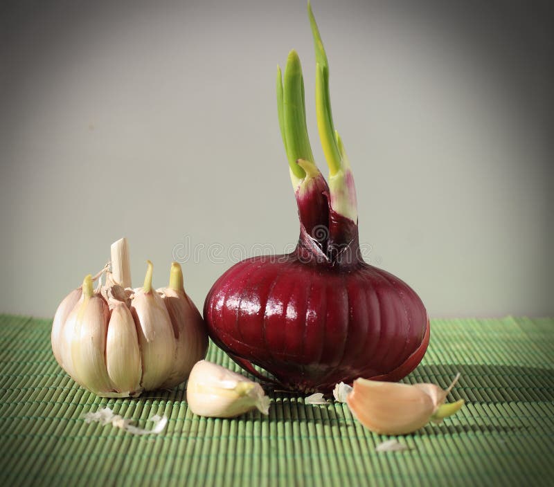 Germinating Onion and Garlic Stock Photo Image of herb, shoot 18782366