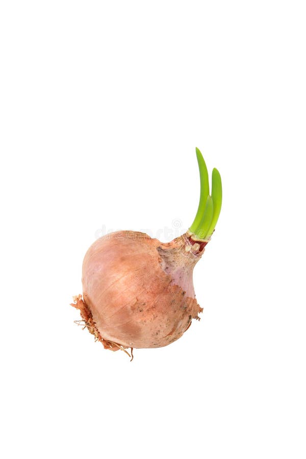 478 Onion Germination Stock Photos Free & RoyaltyFree Stock Photos
