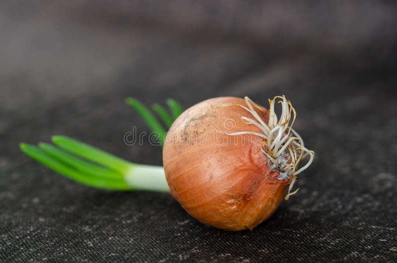 Germinate onion stock image. Image of growth, herb, vegetable 13575669