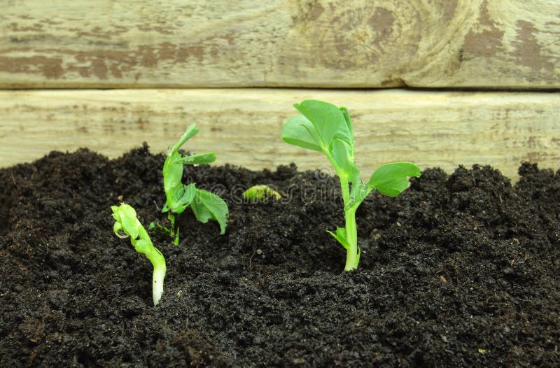 Germinating pea seeds stock photo. Image of germinate 40069268