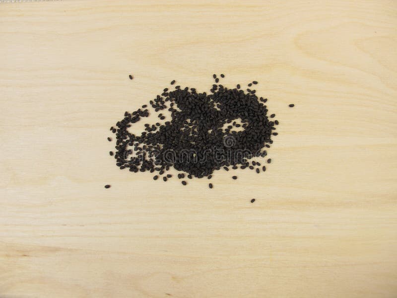 Germinating Seeds for Basil Sprouts Stock Image Image of basil, sprouts 68187709