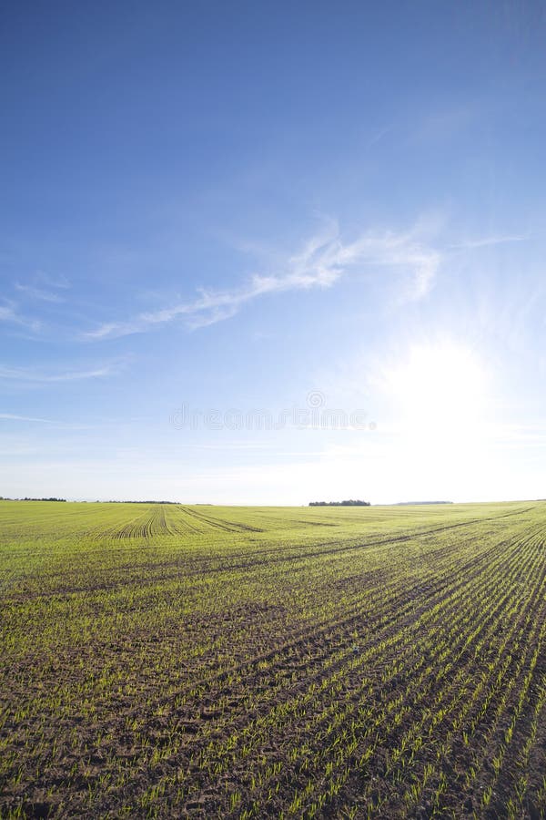 Germination of corn. stock image. Image of leaf, nature 31488615