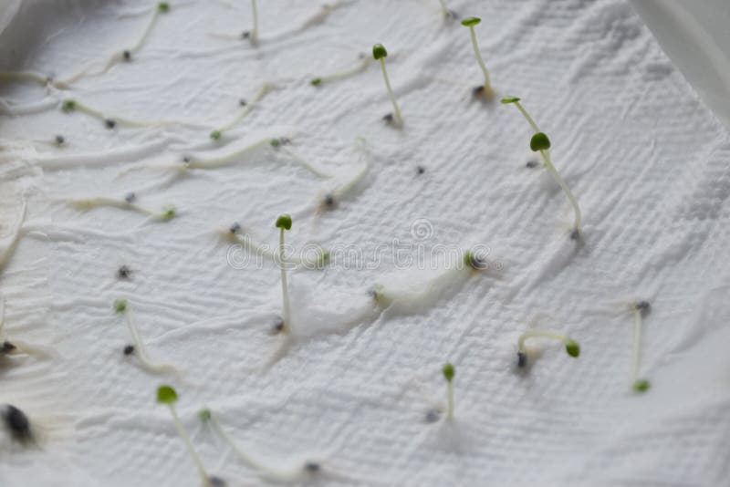 Germination of basil seeds stock image. Image of flower 79892101