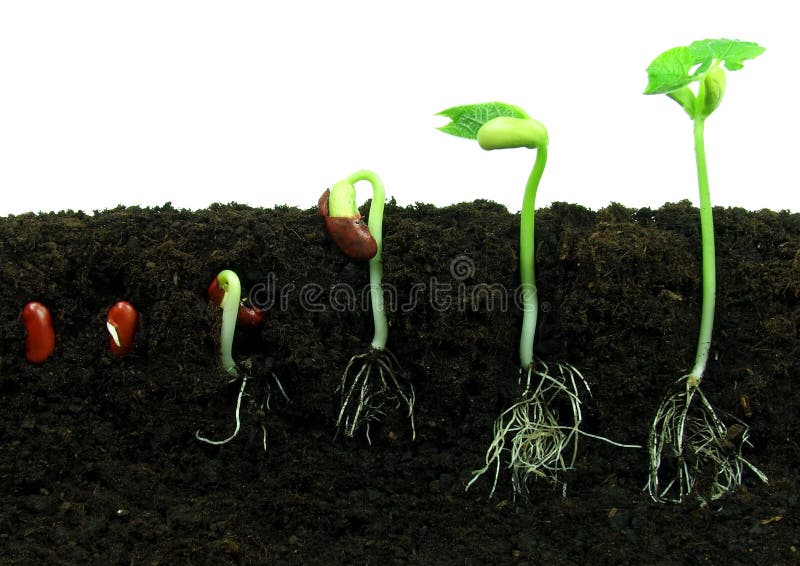 Germination of beans