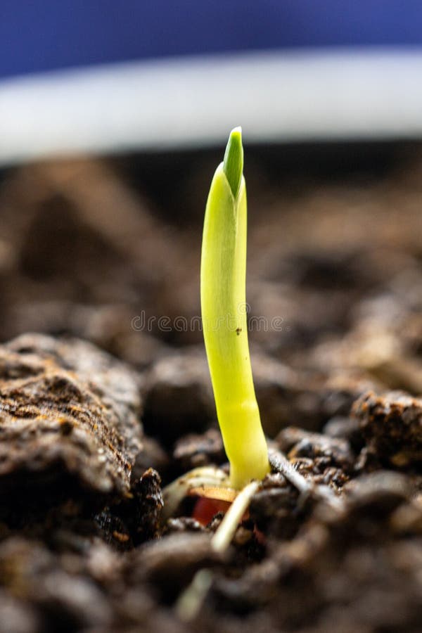 Germination Characteristics Stock Photos Free & RoyaltyFree Stock