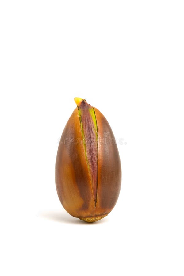 Valley Oak, Quercus lobata, acorn sprouting on white background. Valley Oak, Quercus lobata, acorn sprouting on white background