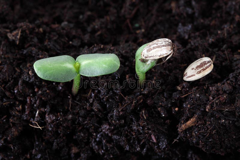 Germination De Graine De Tournesol Image stock Image du frais, germez