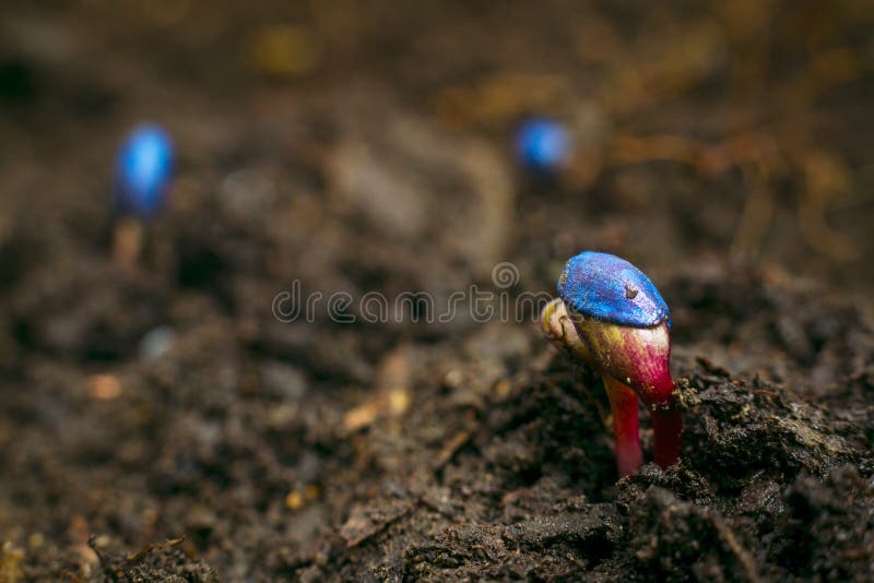 Germination De Graines De Tournesol Photo stock Image du santé