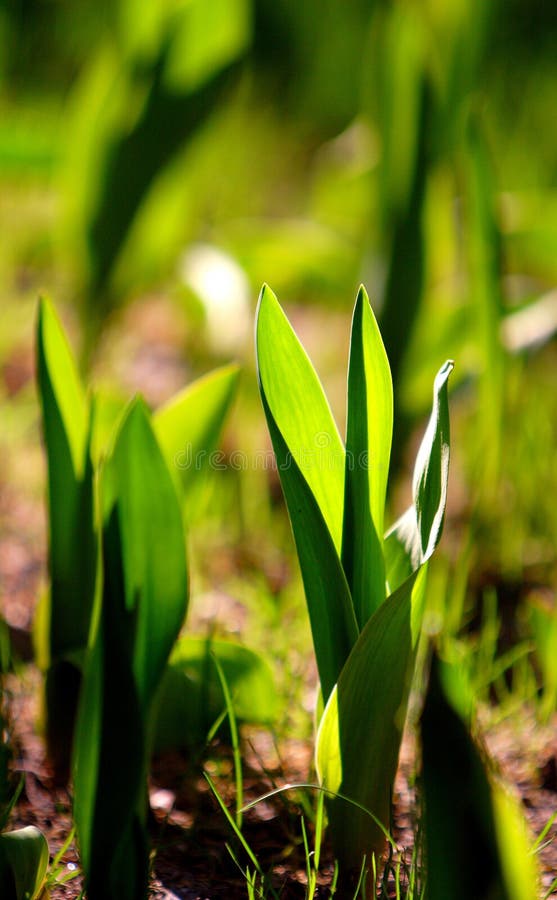 16,079 Germination Photos Free & RoyaltyFree Stock Photos from