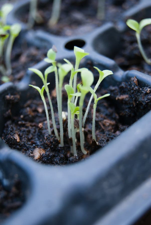 Germination Germination Tray Stock Image Image of flowers, clipping