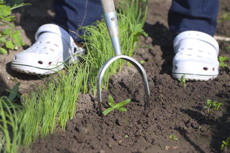Germination of onions. stock image. Image of activity 25066385