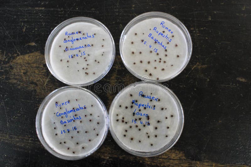 Germination test stock image. Image of young, germ, germination 3057483