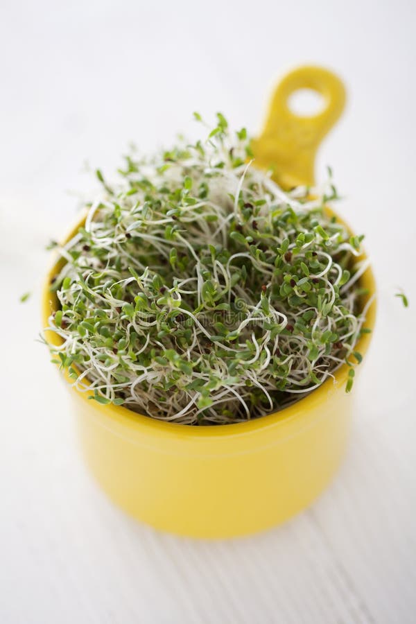 Germogli del broccolo fotografia stock libera da diritti Germogli del broccolo fotografia stock libera da diritti