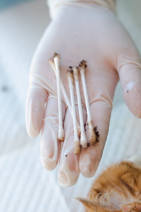 Germogli del cotone dopo la pulizia delle orecchie di un gatto fotografie stock Germogli del cotone dopo la pulizia delle orecchie di un gatto fotografie stock
