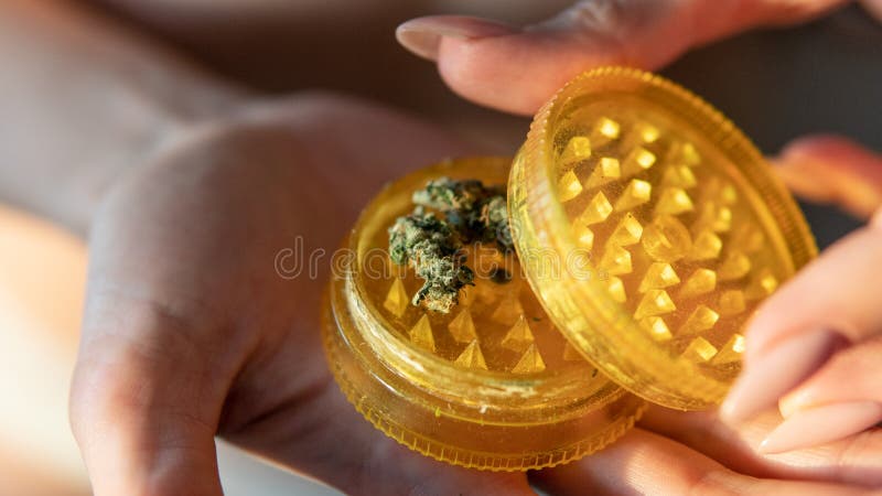 Germogli della marijuana in primo piano delle mani della donna fotografia stock Germogli della marijuana in primo piano delle mani della donna fotografia stock