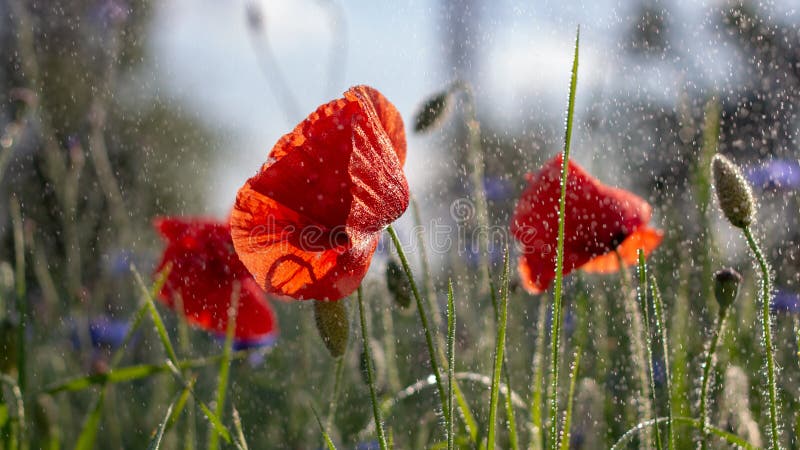Germogli di un papavero selvatico di fioritura in un campo dopo pioggia fotografie stock libere da diritti Germogli di un papavero selvatico di fioritura in un campo dopo pioggia fotografie stock libere da diritti