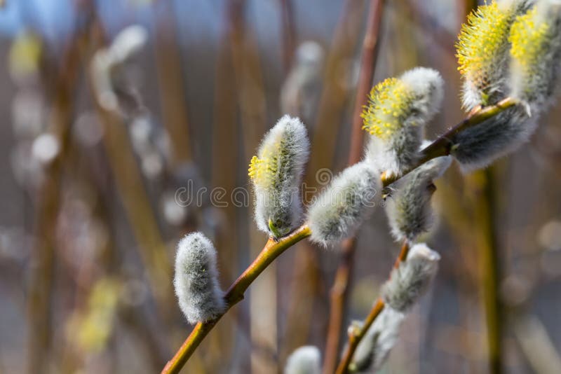 Germogli molli lanuginosi del salice fotografie stock Germogli molli lanuginosi del salice fotografie stock