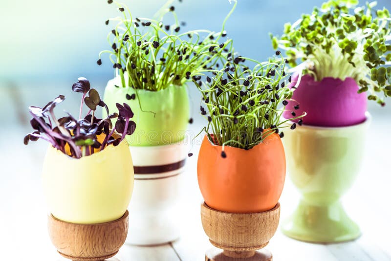 Growing healthy sprouts in Easter egg shell, dieting concept and easter decoration idea. Growing healthy sprouts in Easter egg shell, dieting concept and easter decoration idea.