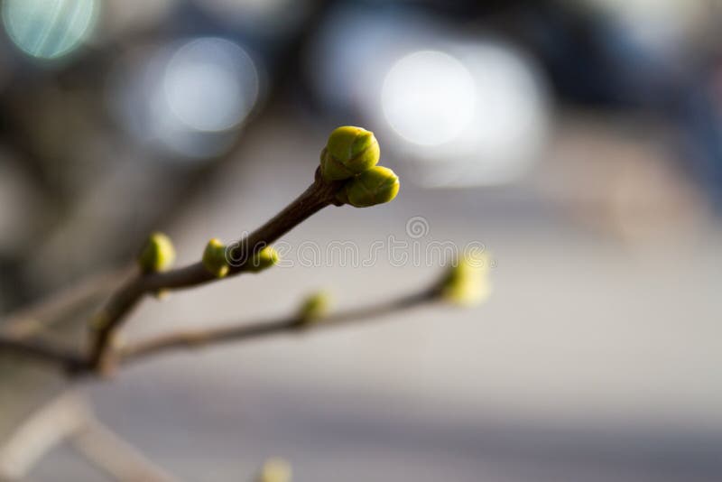 Germogli verdi sui rami in primavera Natura e fiorire nel tempo di primavera immagini stock Germogli verdi sui rami in primavera Natura e fiorire nel tempo di primavera immagini stock
