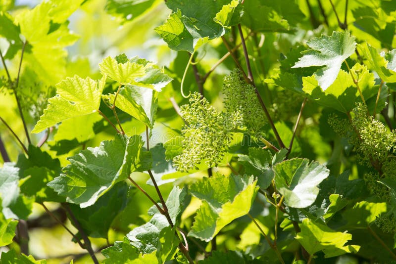 Germoglio basso della vite di DOF con il giovane mazzo dell'uva fotografia stock libera da diritti Germoglio basso della vite di DOF con il giovane mazzo dell'uva fotografia stock libera da diritti