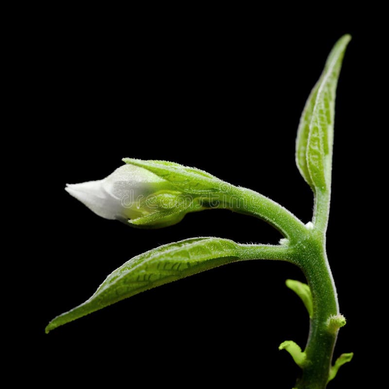 Germoglio Del Fiore Bianco Isolato Sul Nero Fotografia Stock - Immagine
