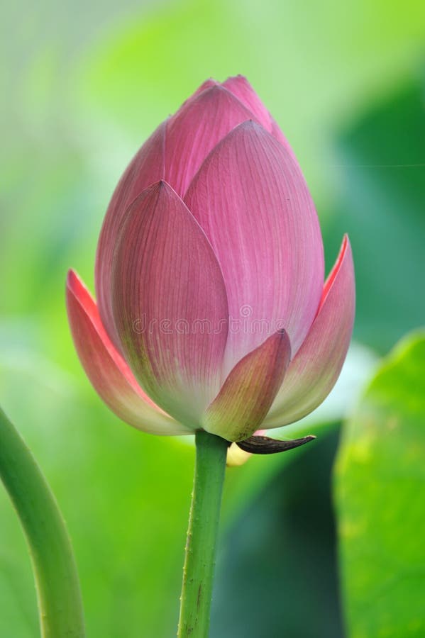 Closeup of a pink lotus bud. Closeup of a pink lotus bud