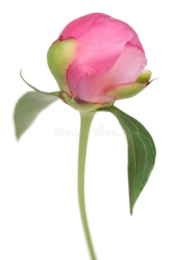 Germoglio del Peony fotografia stock Germoglio del Peony fotografia stock