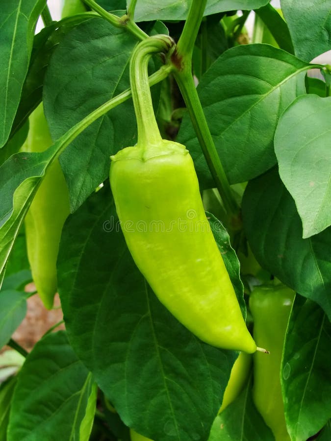Germoglio del peperone verde che cresce in un orto domestico Paprica bulgara del pepe Peperoncino caldo verde del habanero immagine stock libera da diritti Germoglio del peperone verde che cresce in un orto domestico Paprica bulgara del pepe Peperoncino caldo verde del habanero immagine stock libera da diritti