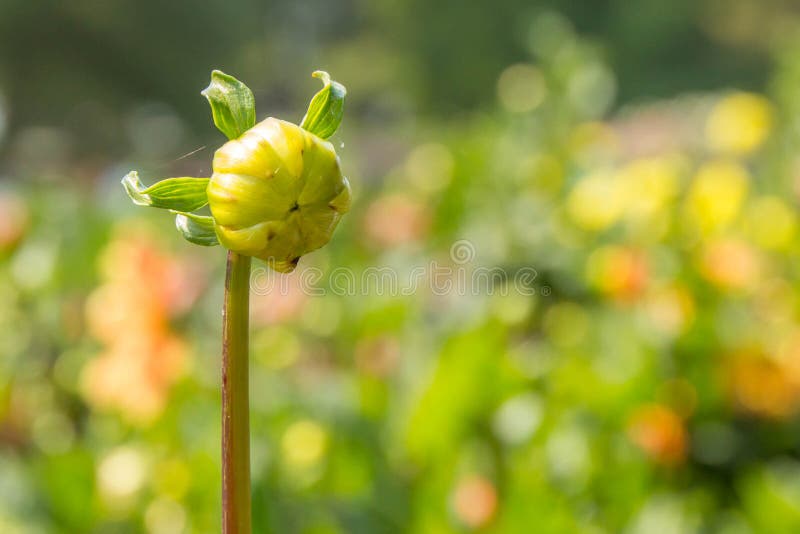 Germoglio della dalia del fiore immagine stock libera da diritti Germoglio della dalia del fiore immagine stock libera da diritti