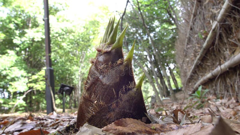 Germoglio di bambù o germoglio del bambù