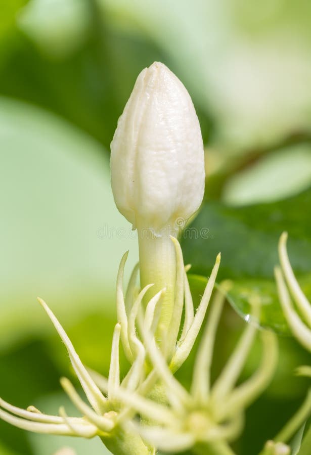 Germoglio di fiore bianco, gelsomino (sambac L del Jasminum )