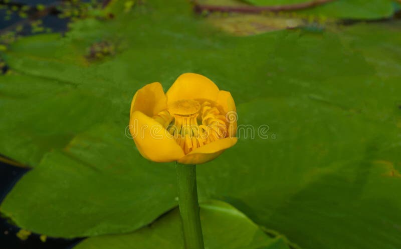 Germoglio di fiore della ninfea gialla Meno ninfea si sviluppa naturalmente immagini stock Germoglio di fiore della ninfea gialla Meno ninfea si sviluppa naturalmente immagini stock