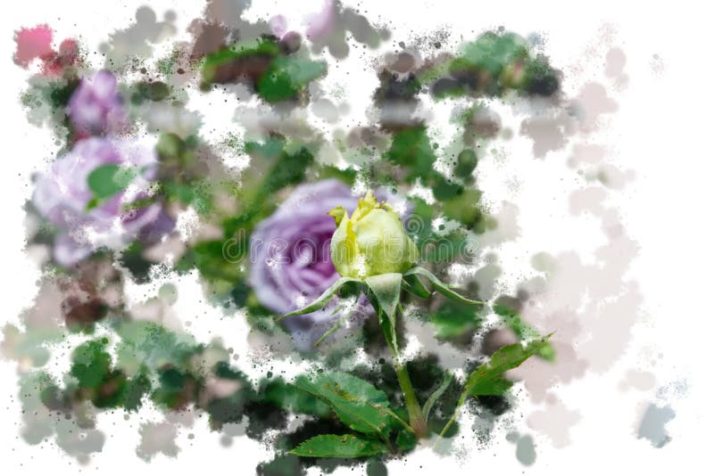 Germoglio rosa di apertura gialla e fiori rosa del lillà - il giardino fiorisce la fioritura di estate, acquerello spruzza la pro royalty illustrazione gratis Germoglio rosa di apertura gialla e fiori rosa del lillà - il giardino fiorisce la fioritura di estate, acquerello spruzza la pro royalty illustrazione gratis