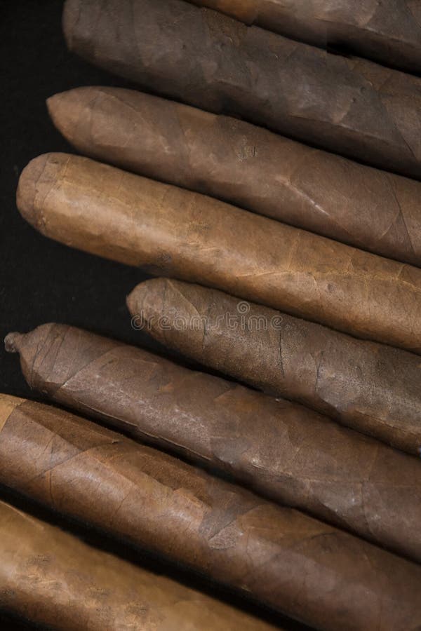 Group of rolled tobacco cigars on tobacco leaves dried. Group of rolled tobacco cigars on tobacco leaves dried