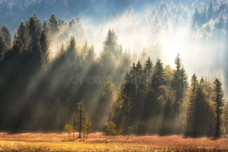 Geroldsee forest during autumn day, Bavarian Alps, Bavaria, Germany.