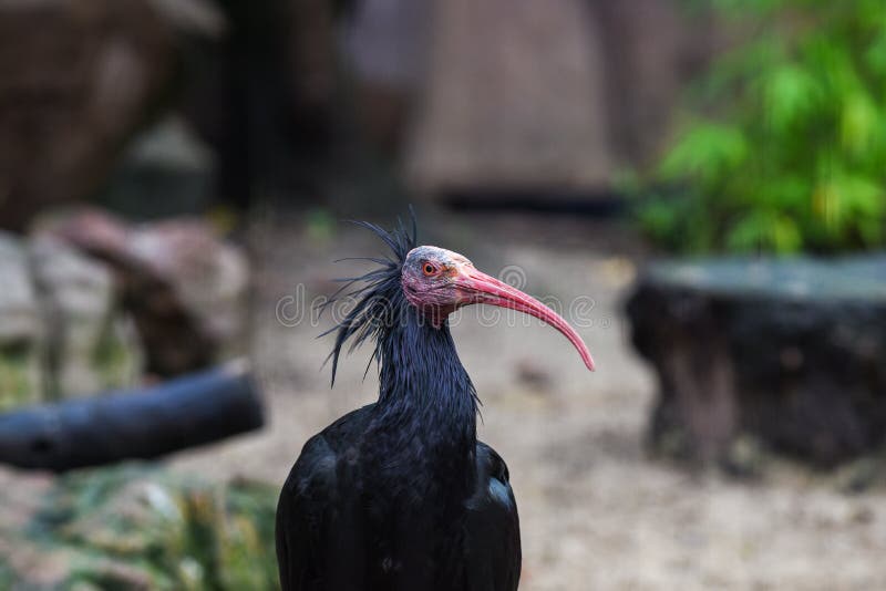 Alebo severnej plešatý vyobrazený v zoologická záhrada.