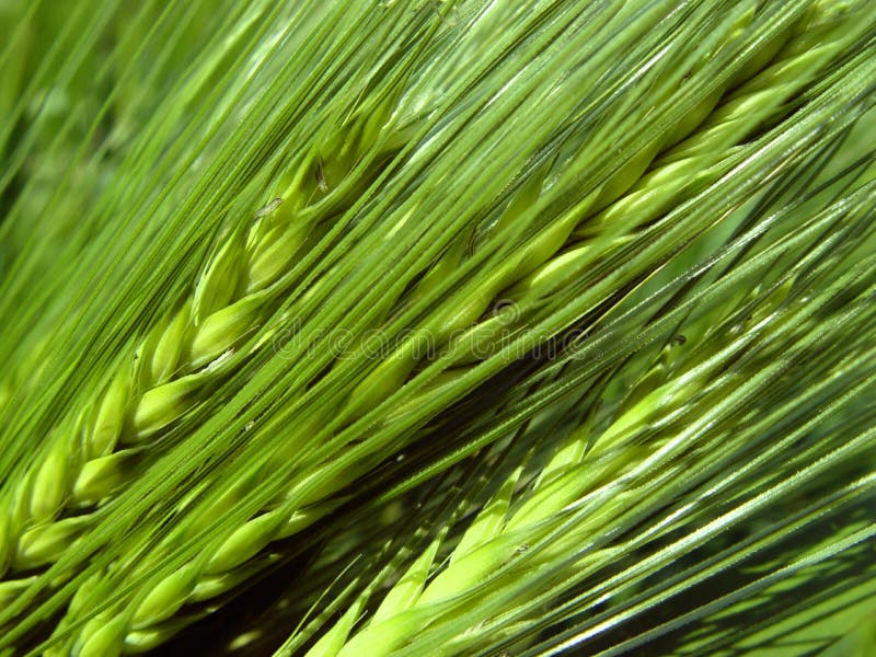 Gerstenspitzen lizenzfreie stockbilder Gerstenspitzen lizenzfreie stockbilder