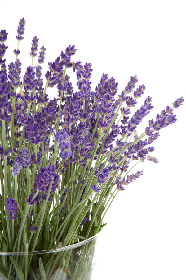 Gerupfter Lavendel im Glasvase lizenzfreie stockfotos Gerupfter Lavendel im Glasvase lizenzfreie stockfotos