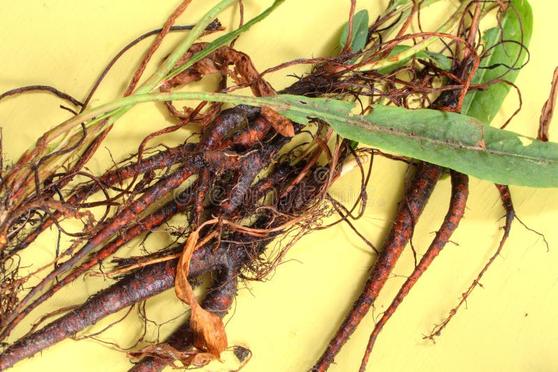 Entire harvested plants of yellow curly dock (Rumex) with roots, stems and leaves on yellow table