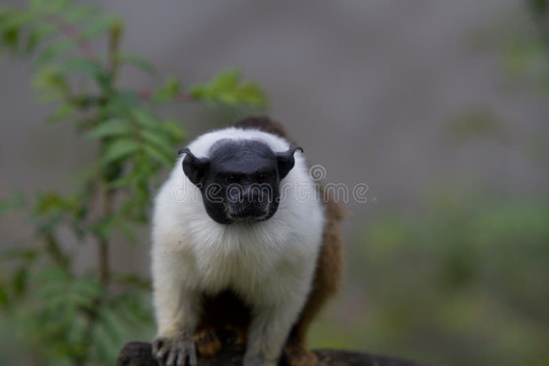 Gescheckter Tamarin lizenzfreie stockfotografie Gescheckter Tamarin lizenzfreie stockfotografie