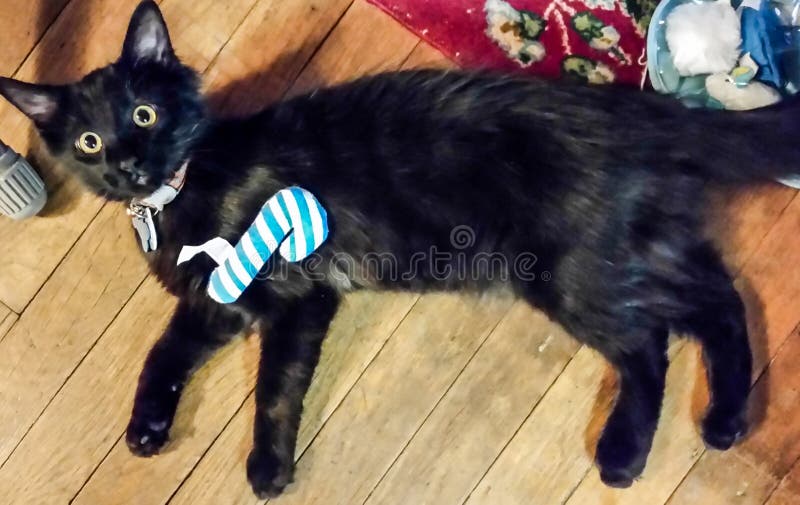 Geschenk und Stechpalme. Dieses Kätzchen war bis einige Tage vor Weihnachten ein Pflege, als er sich klärte, um zu sein meiner! Ich war, wir feierte Weihnachten früh so glücklich! Betrachten Sie jene Augen! Er war auch überrascht!