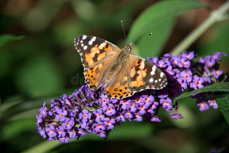 Geschilderde damevlinder op bloeiende purpere vlinderstruik