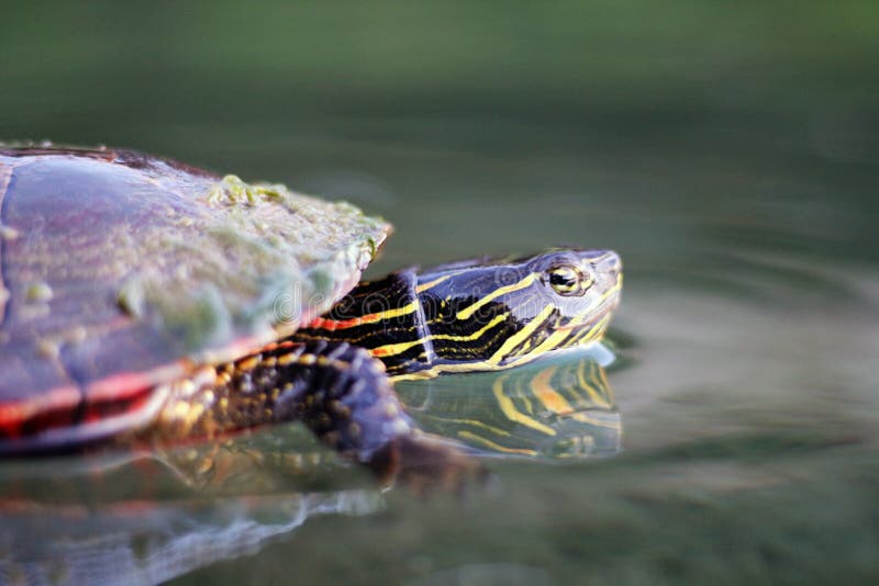 A painted turtle rests in shallow water near the edge of a large pond, with its reflection shown clearly in the calm water. A painted turtle rests in shallow water near the edge of a large pond, with its reflection shown clearly in the calm water.