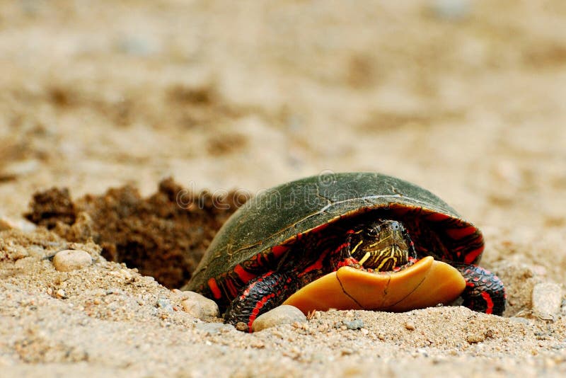 Close-up of a turtle laying eggs on a trail. Close-up of a turtle laying eggs on a trail.